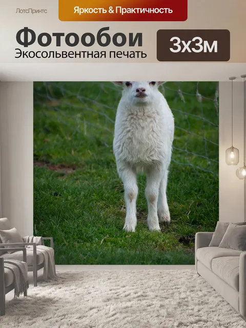 Фотообои Ягненок, белая овца, мелкая овца