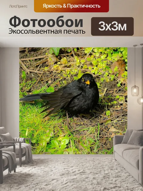 Фотообои Blackbird