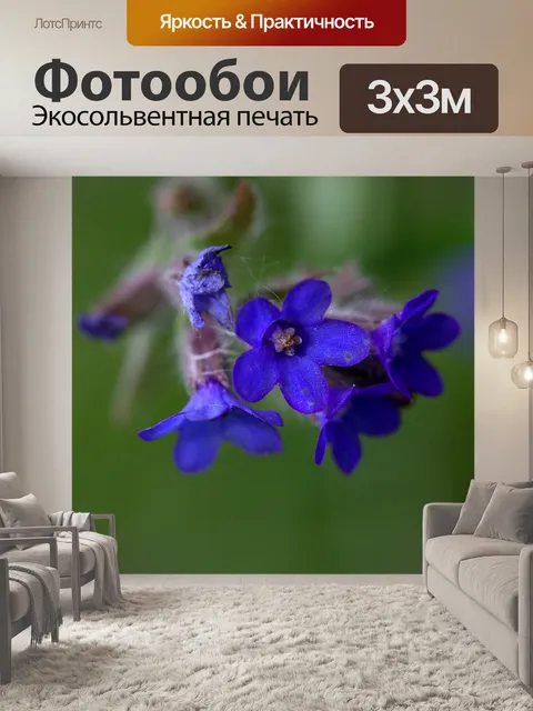 Фотообои Васильковый