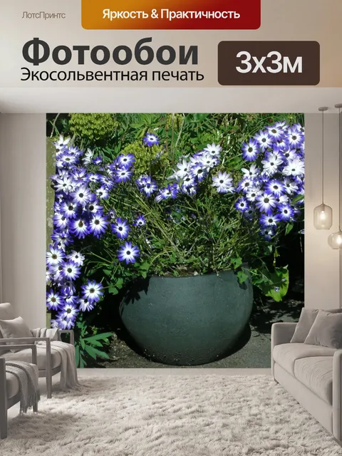 Фотообои Pericallis цветы Дорога