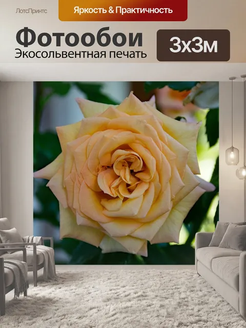 Фотообои Роза
