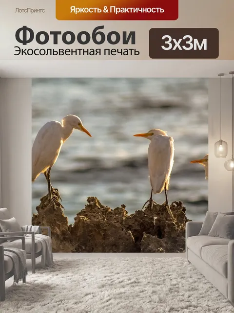 Фотообои Морские птицы