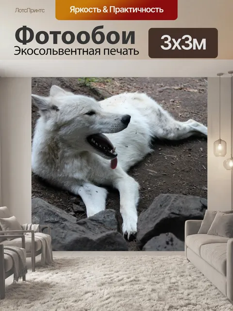 Фотообои Белый Волк