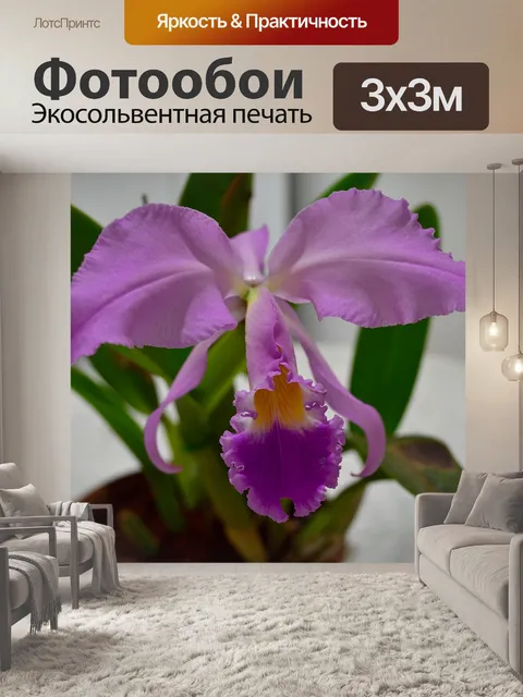 Фотообои Орхидея