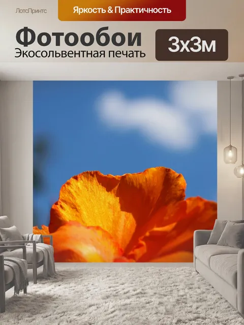 Фотообои солнечный свет на оранжевой лилии канна