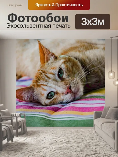 Фотообои Кот