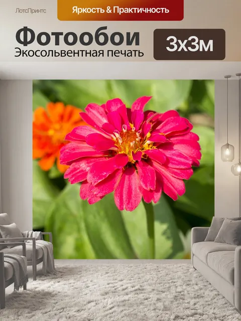 Фотообои Хризантема