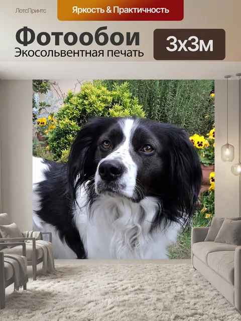 Фотообои Собака