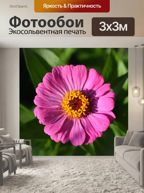 Фотообои Цинния