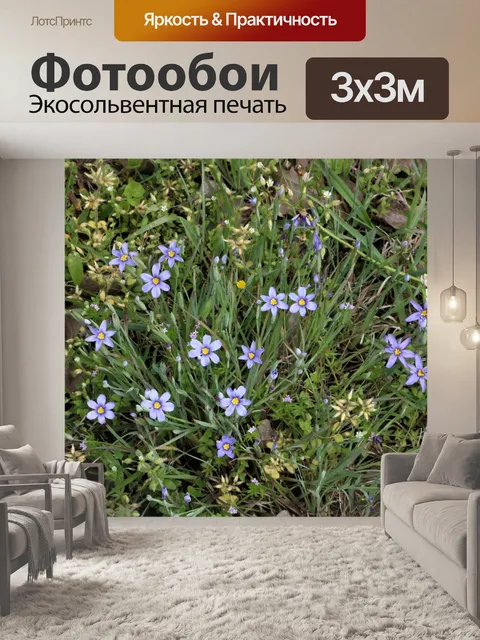 Фотообои Голубоглазая трава полевые цветы