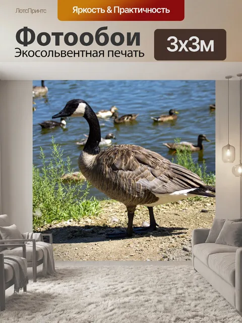 Фотообои Канадский гусь