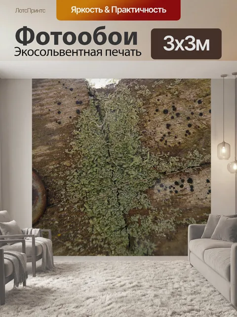 Фотообои Фоновая текстура Мосса