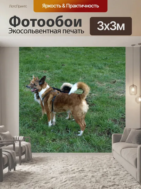 Фотообои Собаки