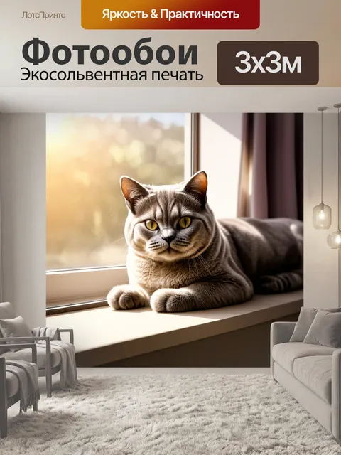 Фотообои изображение спокойной британской короткошерстной кошки