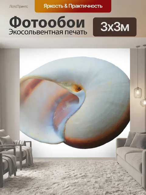 Фотообои Морская ракушка