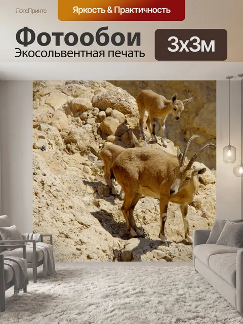 Фотообои Крупный план с пустынным горным козлом и