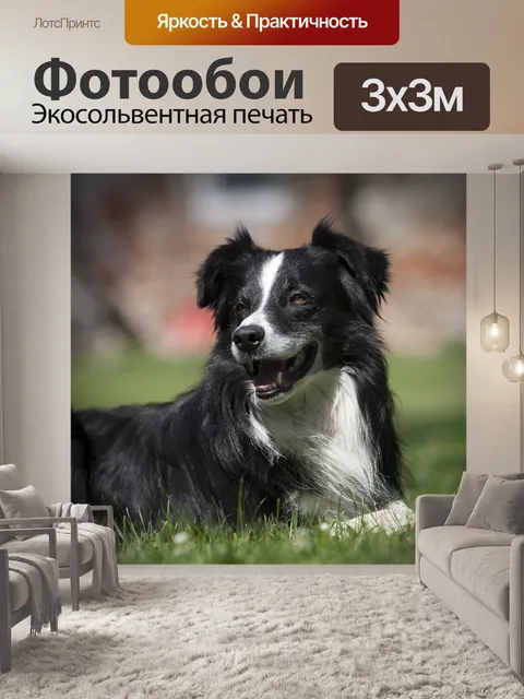 Фотообои Собака
