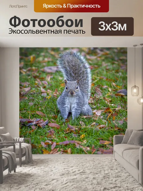 Фотообои Серый белок
