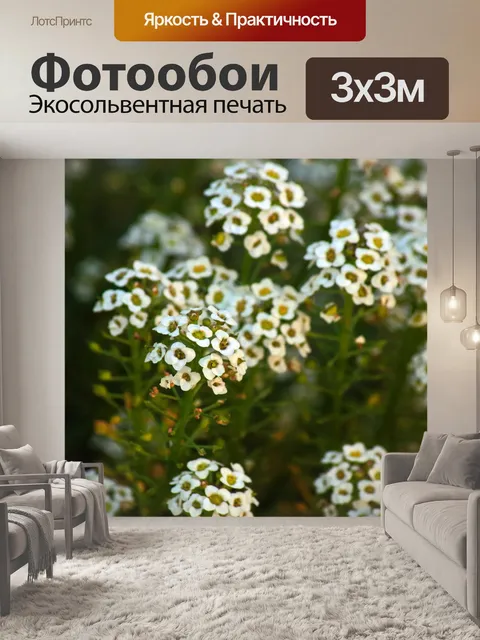 Фотообои белые сладкие цветы аллисума