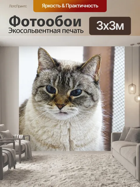 Фотообои Кошка с отношением