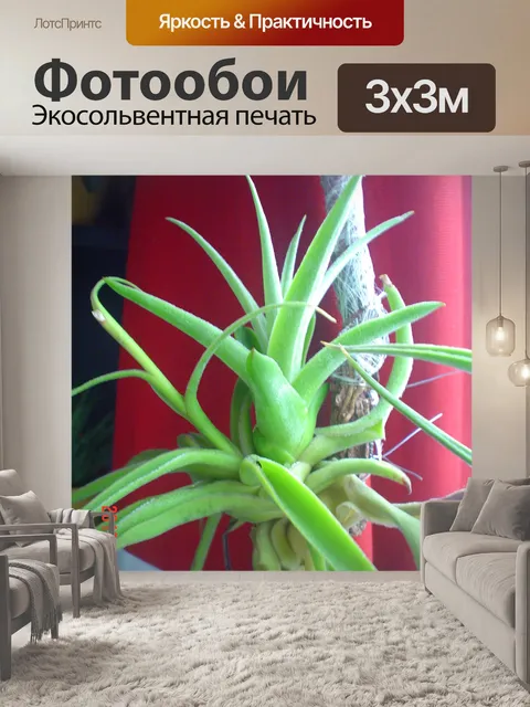 Фотообои Tillandsia Cacticola