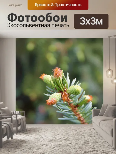 Фотообои Еловая ветка