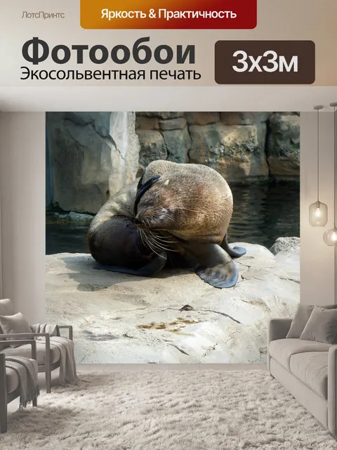 Фотообои Морской котик