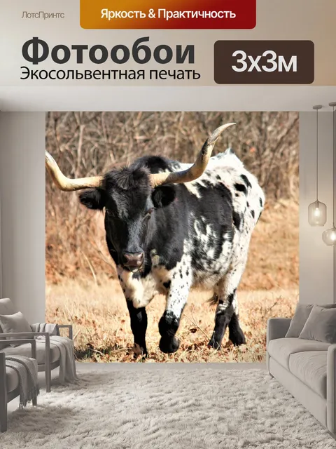 Фотообои Черный и белый Техасский лонгхорн бык