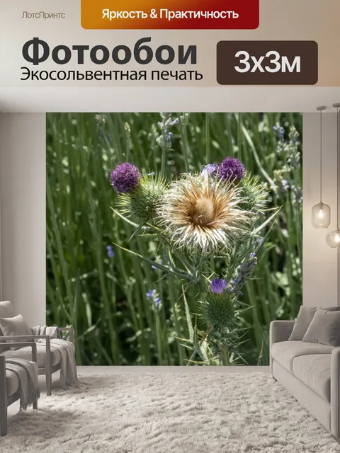 Фотообои Кардон артишок чертополох