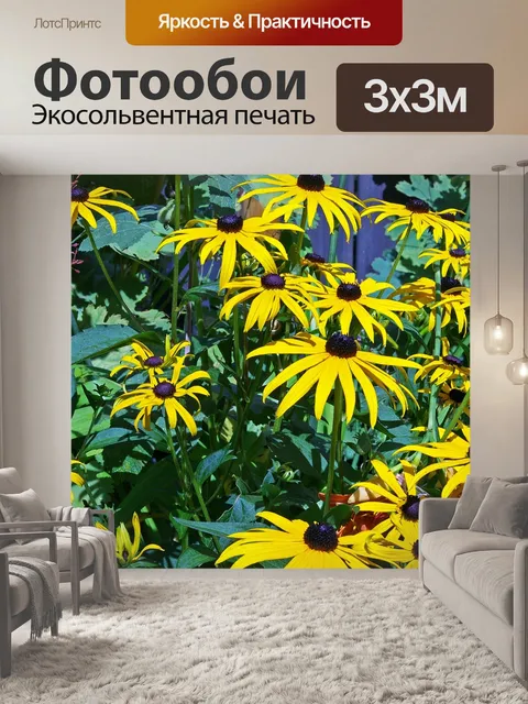 Фотообои Эхинацеи