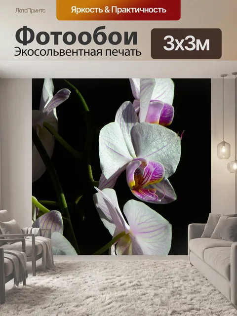 Фотообои Орхидея