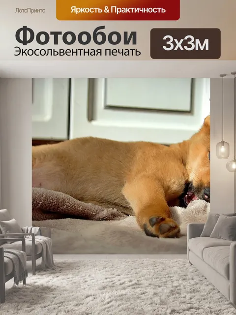 Фотообои Собака