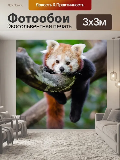 Фотообои Красная панда панда