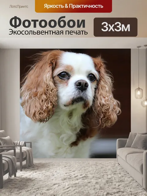 Фотообои Король чарльз