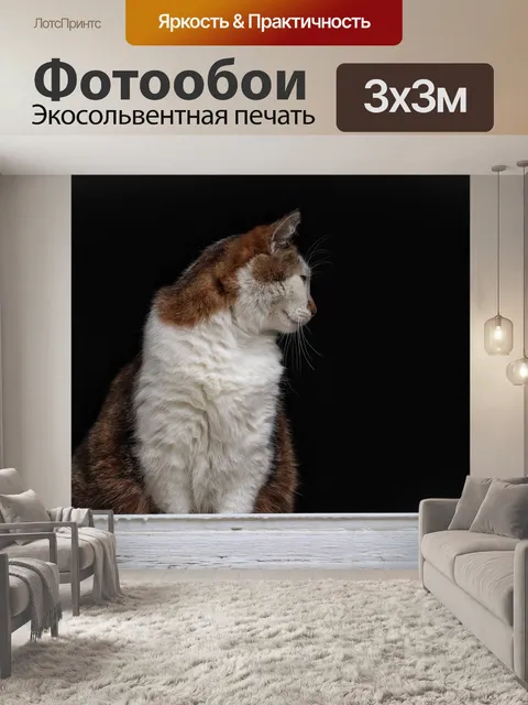 Фотообои Кот