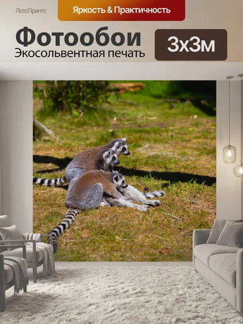 Фотообои Кошачий лемур