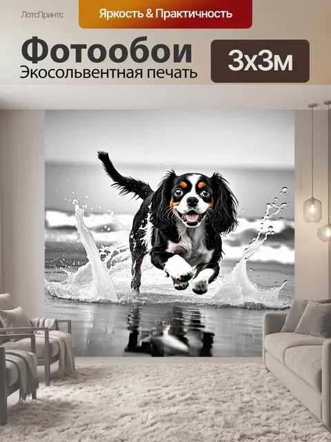 Фотообои черно-белая фотография кавалера кинг чарльз спаниеля