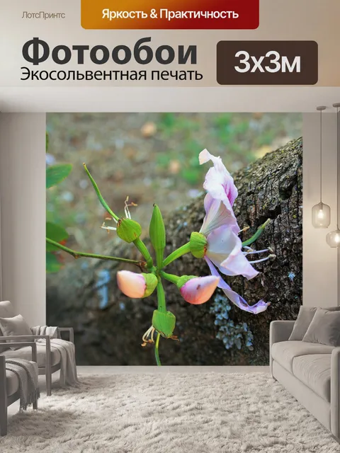 Фотообои верблюжья лапка цветок и бутоны