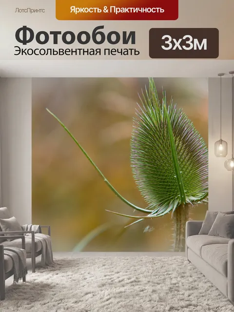 Фотообои Ворсянка, чертополох, флора
