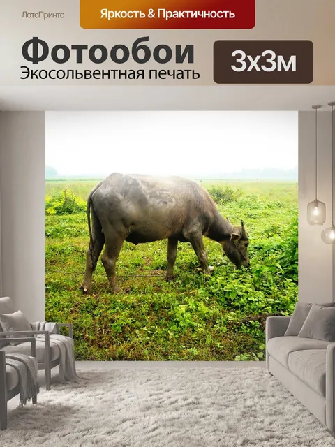 Фотообои Буйвол
