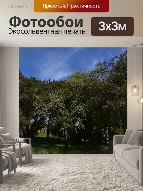 Фотообои Стенд деревьев