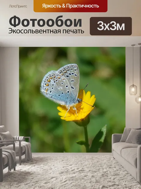 Фотообои Polyommatus icarus
