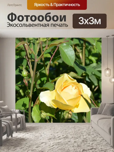 Фотообои Роза