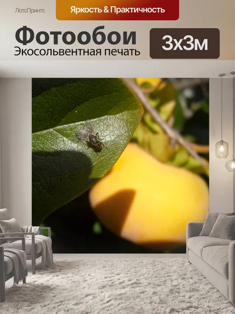 Фотообои Хурма