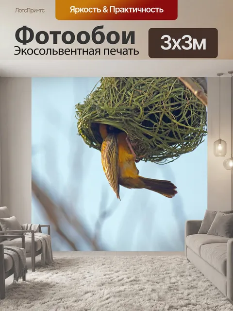 Фотообои южный маскированный ткач в гнезде