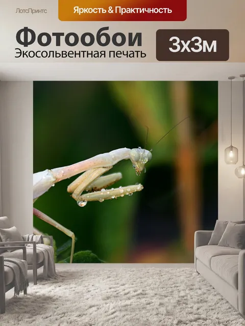 Фотообои Белый молящийся богомол