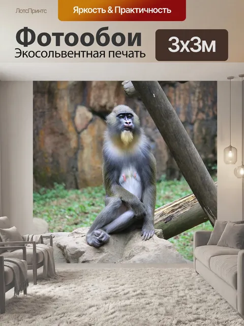 Фотообои Мандрил