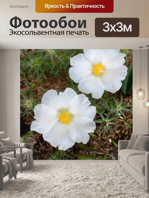 Фотообои Белый цветок