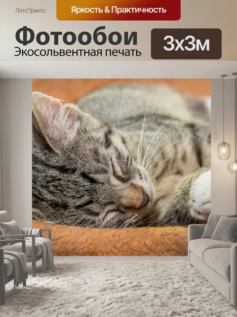 Фотообои Кот