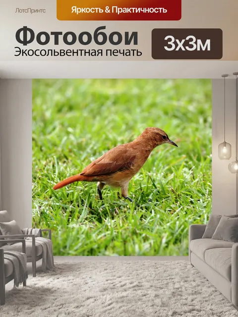 Фотообои Руфус хорнеро